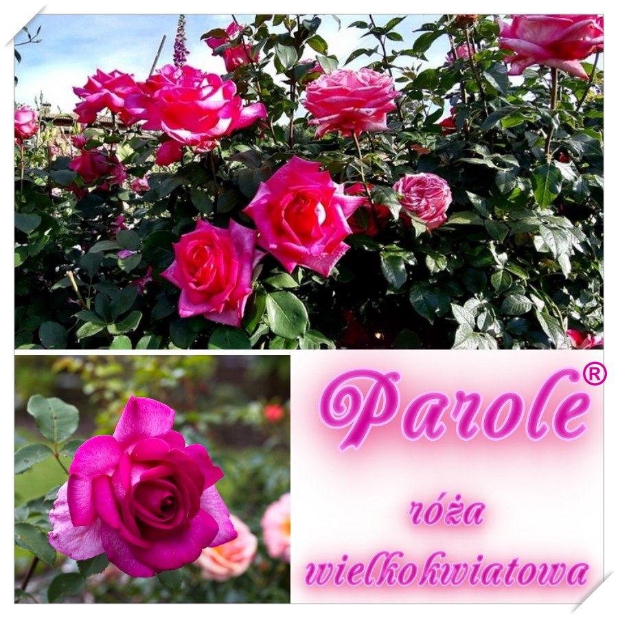 Parole róże wielkokwiatowe kol